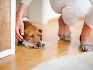 Die Füße von Andrea Lawlor in eleganter Hose. Heruntergebeugt zu ihrem Hund Jeff krault sie ihn, während er auf dem Boden liegt und entspannt